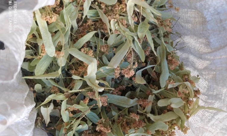 Продам цвіт липи - фото № 2