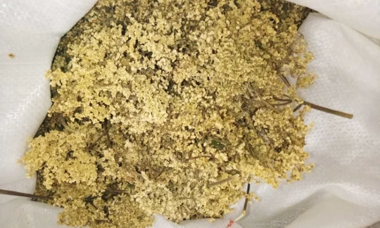 Продам цвіт бузини - фото № 1