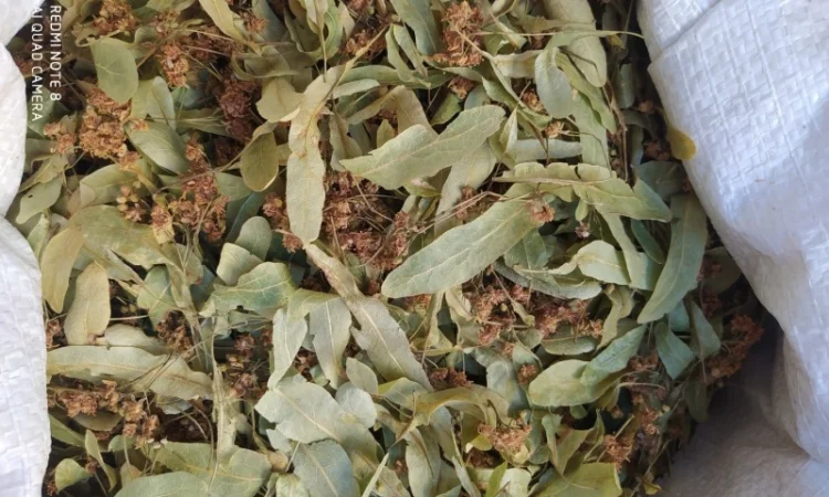 Продам цвіт бузини - фото № 3