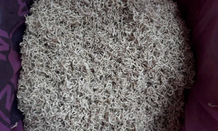 Продам траву яснотки 2 тони і цвіт яснотки 0.5 т - фото № 1