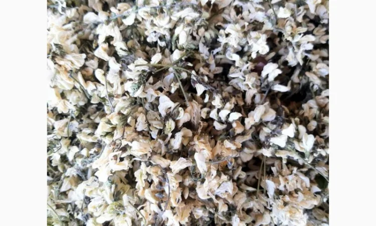 Продам цвіт акації - фото № 1