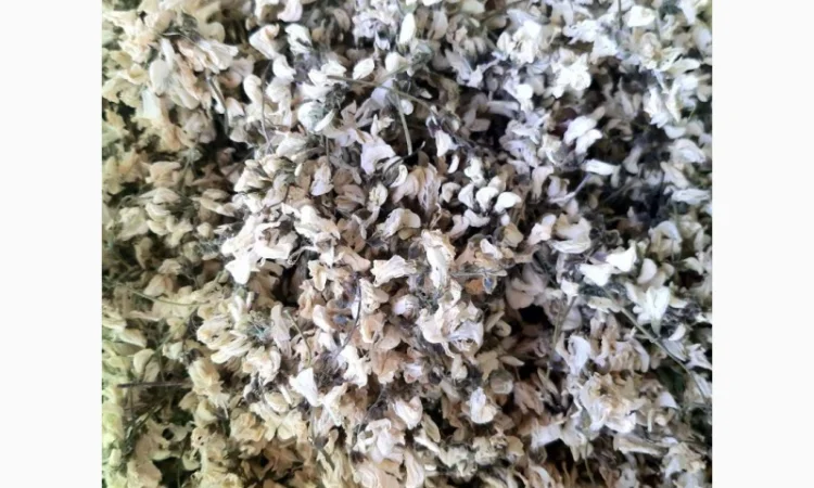 Продам цвіт акації - фото № 2