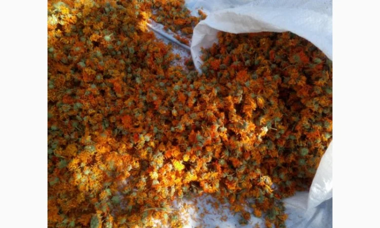 Продам цветы календулы лекарственной. Урожай 2020г. Своя - фото № 1