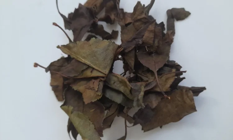 Вишня, ферментований лист - фото № 1