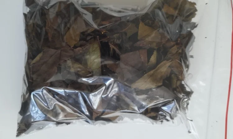 Вишня, ферментований лист - фото № 3