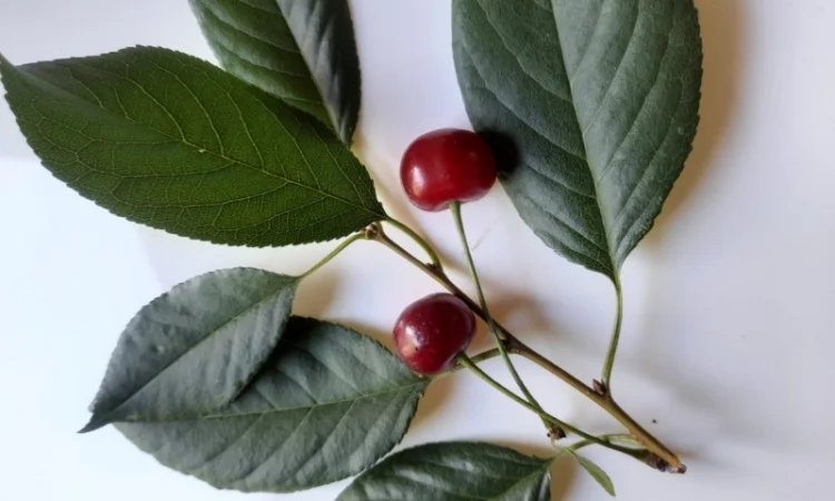 Вишня, ферментований лист - фото № 4