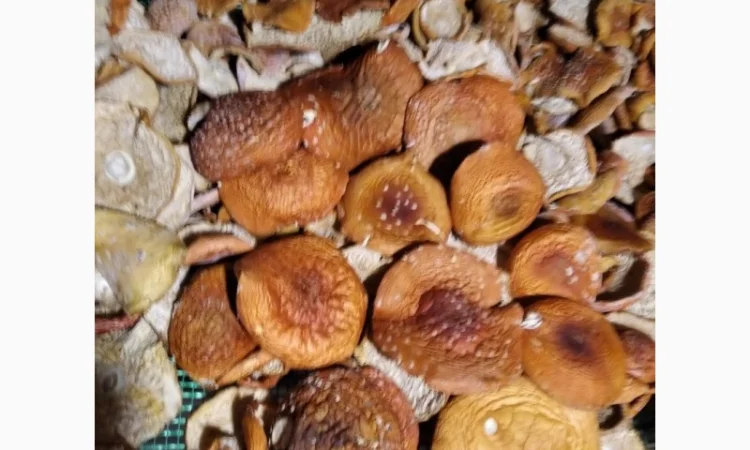 Капелюшки червоного мухомора зібрані в екологічно чистій місцевості - фото № 3