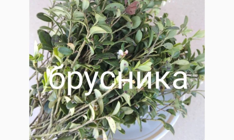 Брусника - фото № 1