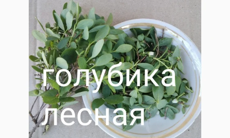 Голубика лесная - фото № 1