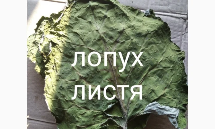 Лопух листя - фото № 1