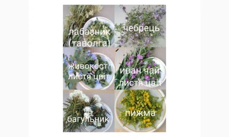 Лікарські трави та коріння - фото № 1