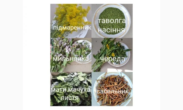 Лікарські трави та коріння - фото № 2