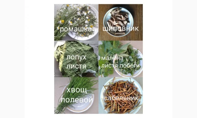 Лікарські трави та коріння - фото № 4