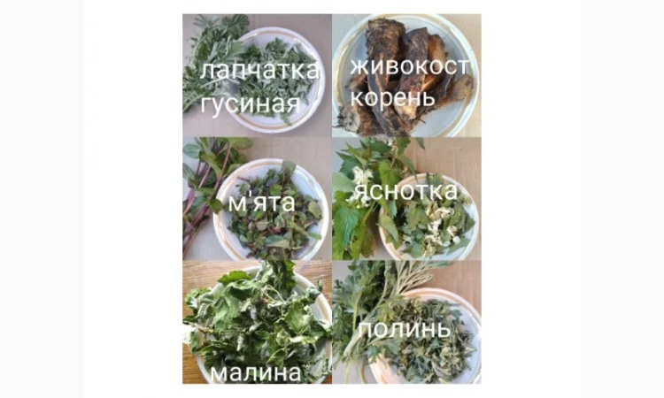 Лікарські трави та коріння - фото № 5