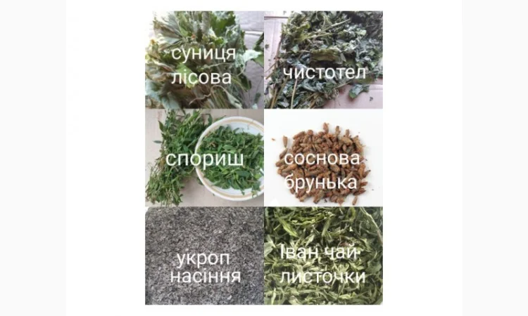 Лікарські трави та коріння - фото № 7