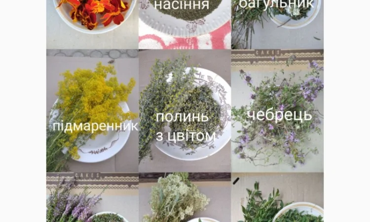 Лікарські трави - фото № 1