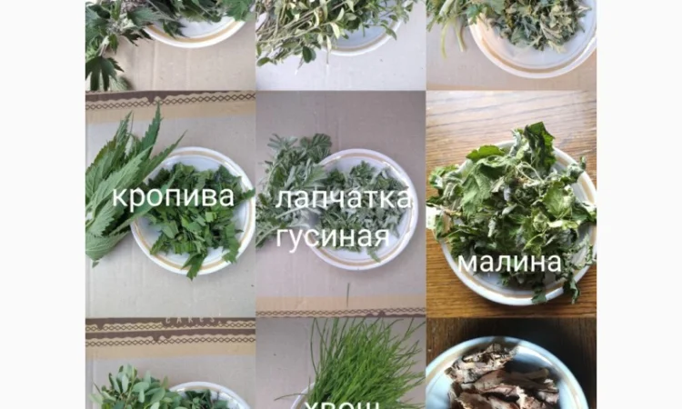 Лікарські трави - фото № 2