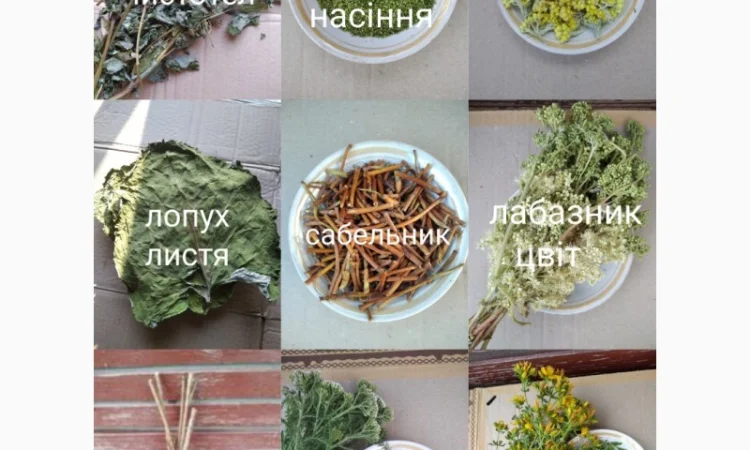 Лікарські трави - фото № 3