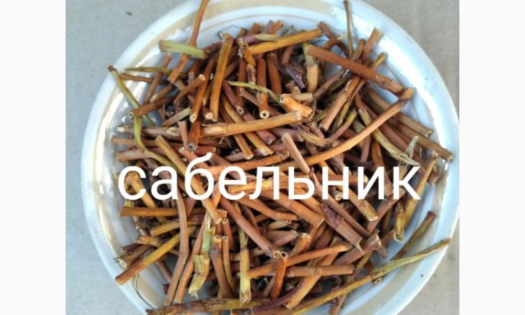 Сабельник - фото № 1