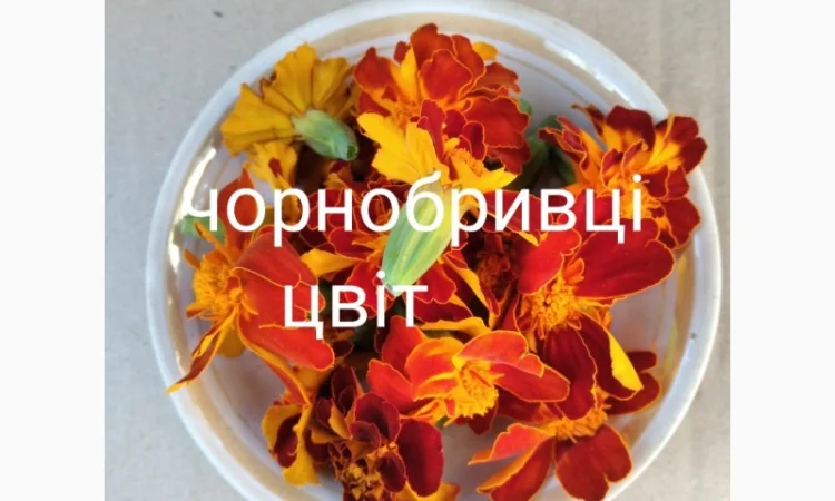 Чорнобривці цвіт - фото № 1