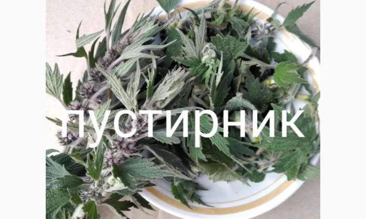 Пустирник - фото № 1