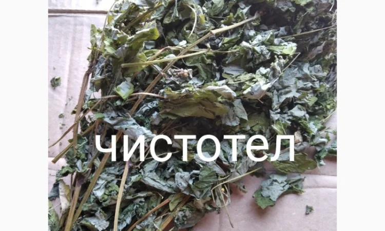 Чистотел - фото № 1