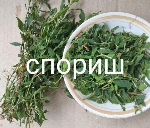 Спориш. Спориш - фото № 1