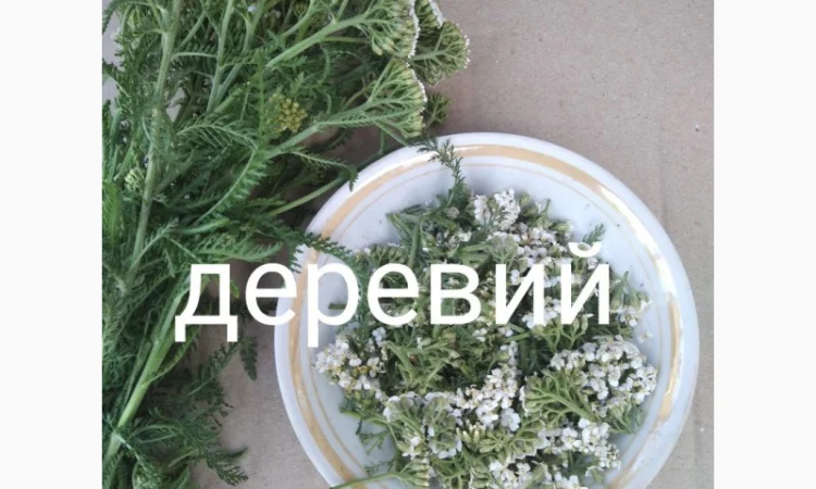 Деревій - фото № 1