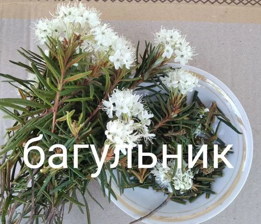 Багно. Багно - фото № 1