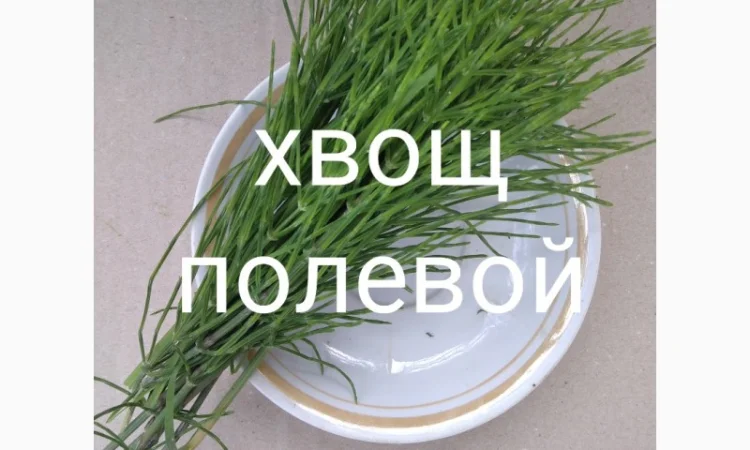 Хвощ польвий - фото № 1
