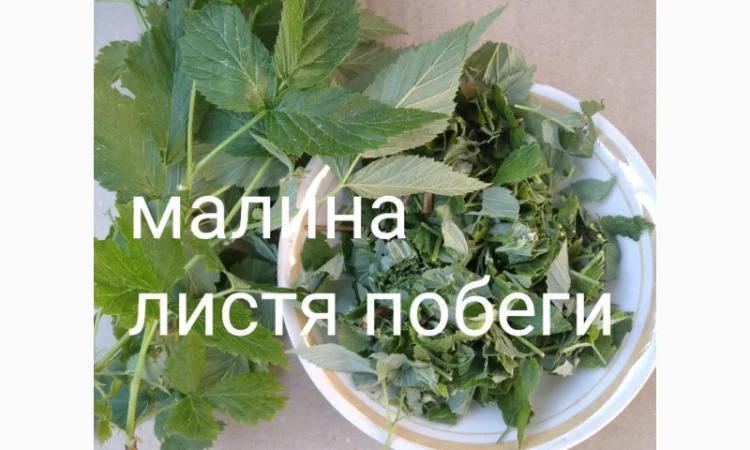 Малина листя побеги - фото № 1