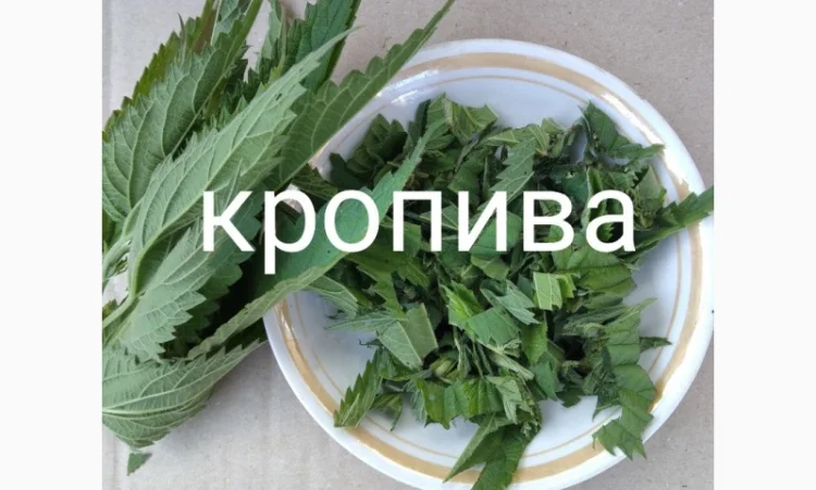 Кропива - фото № 1