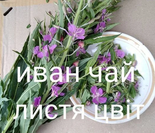 Іван чай - фото № 1