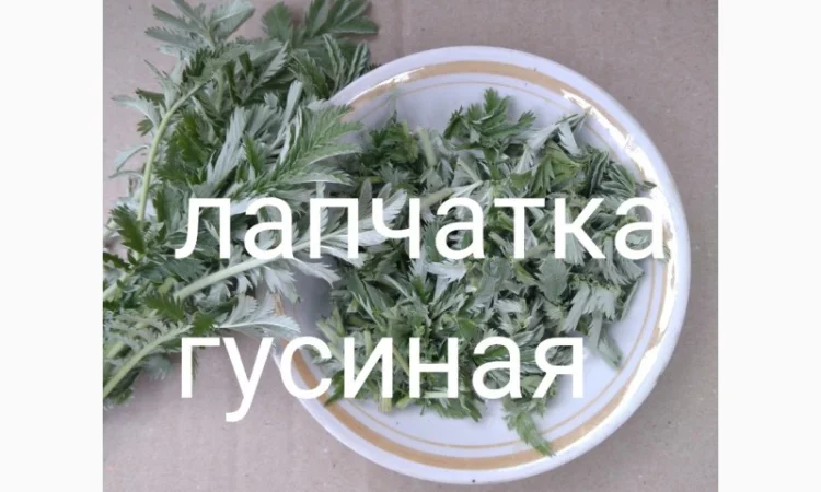 Лапчатка гусиная - фото № 1