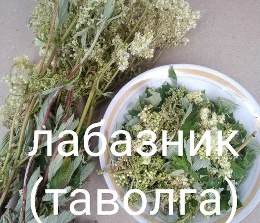 Таволга - фото № 1