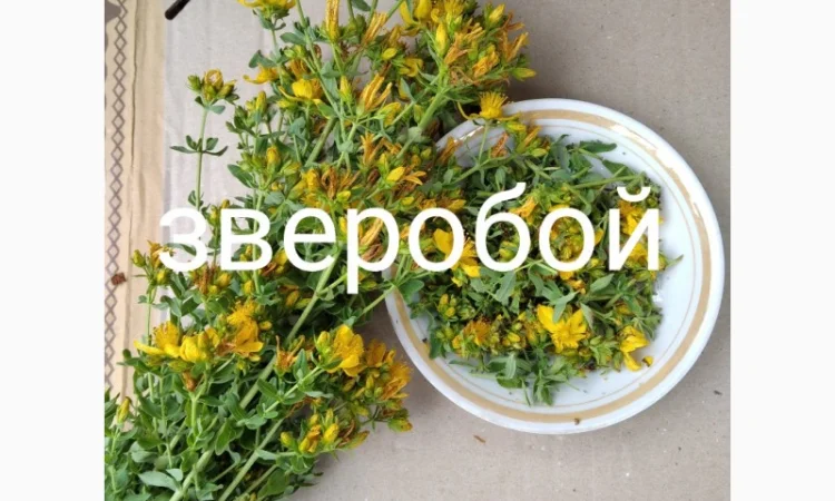 Звіробій - фото № 1