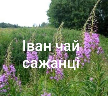 Іван чай сажанці - фото № 1