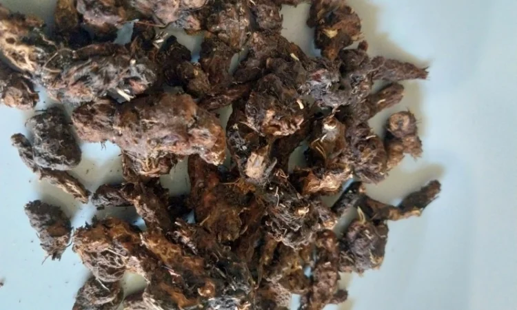 Корінь калгану - фото № 1