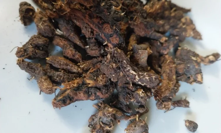 Корінь калгану - фото № 2