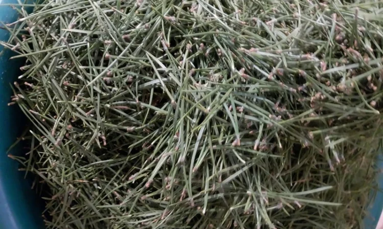 Хвоя сосни з Карпат - фото № 1