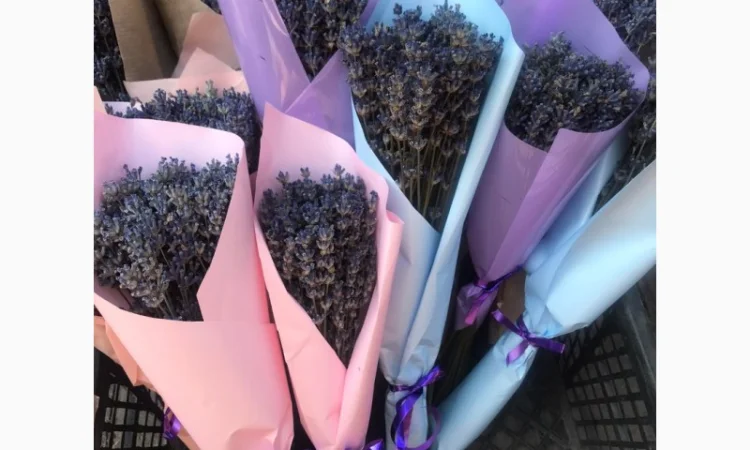 Саджанці та букети лаванди - фото № 1