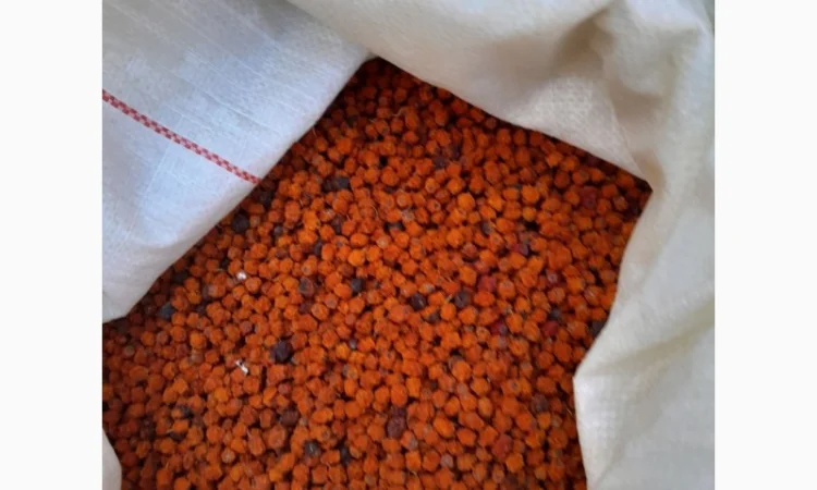 Куплю ягоди горобини червоної сирої і сухої - фото № 1