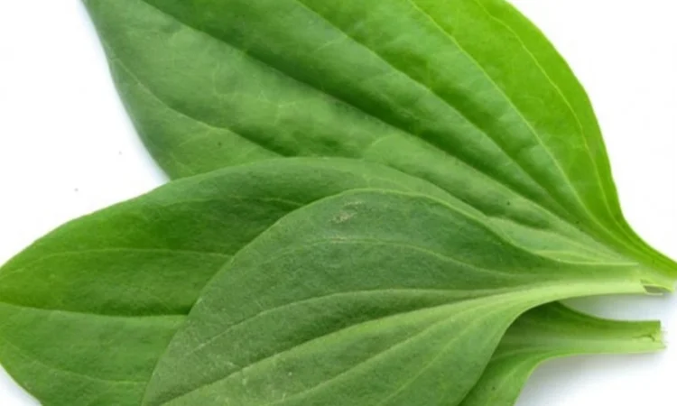 Куплю лист подорожник - фото № 1