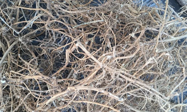 Купую корінь кропиви - фото № 1