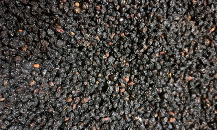 Куплю ягоди бузини 2024р - фото № 1