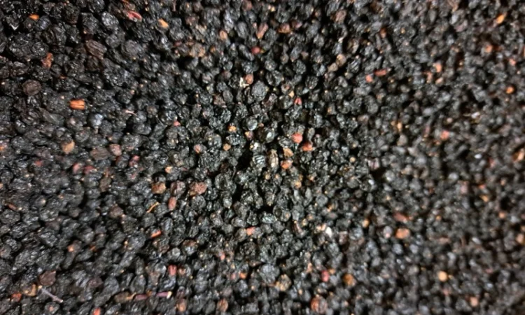 Куплю ягоди бузини 2024р - фото № 2