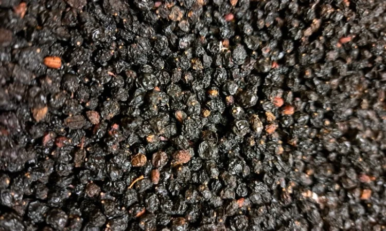 Куплю ягоди бузини 2024р - фото № 3