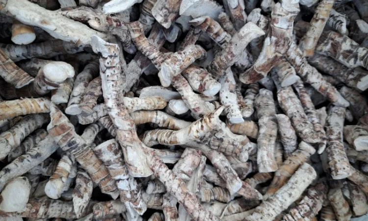 Куплю корінь аіра - фото № 1