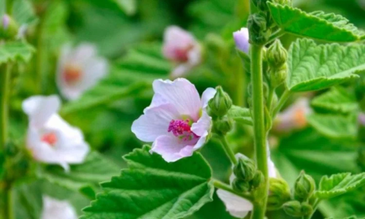 Куплю корінь алтея - фото № 2