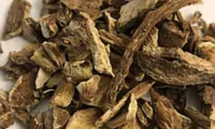 Куплю корінь девясилу - фото № 1